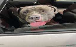 American Bulldog dogs for sale: Loving American Bulldog for Sale  - Image 11