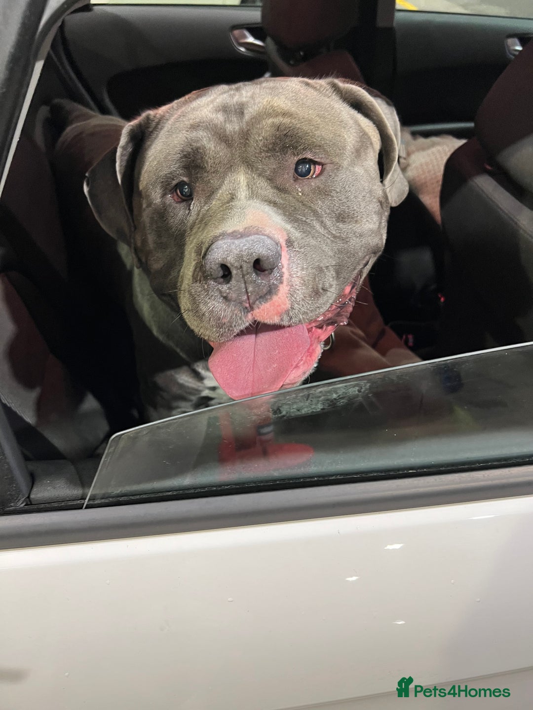 American Bulldog dogs for sale: Loving American Bulldog for Sale  - Image 11