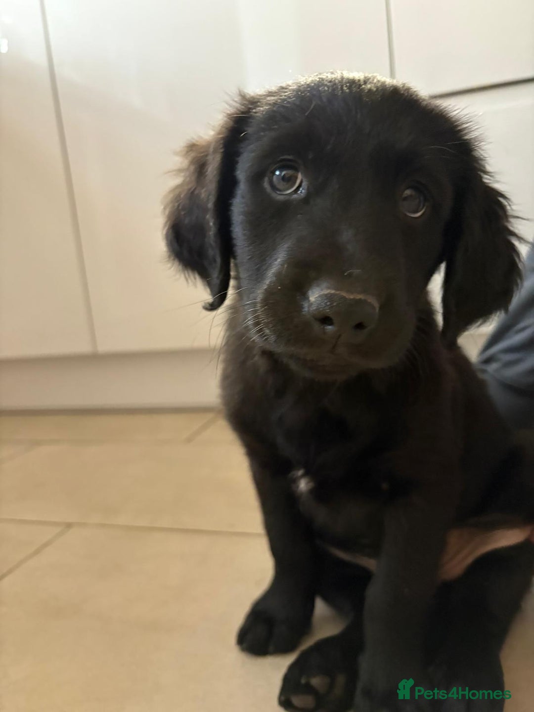 Mixed Breed dogs for sale: Rare black golden cocker puppies - Image 28