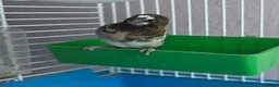 Mixed Breed birds for sale: Kakarikis, Cockatiel and bengalize finches  - Advert 16