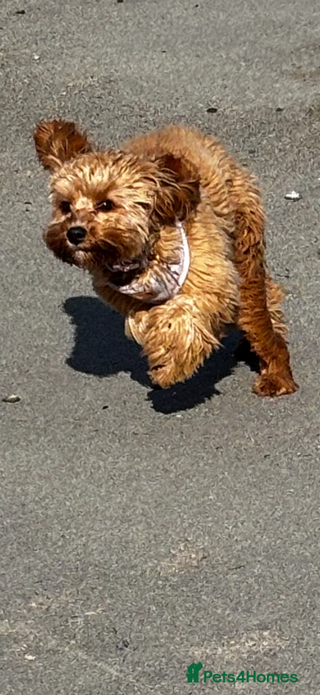 Cavapoo dogs for sale: River toy cavapoo - Advert 16