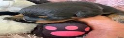 Rottweiler dogs for sale: Stunning litter of Rottweiler babies  - Advert 12