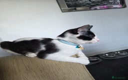 Mixed Breed cats for sale: Stunning maincoon x smudge  - Image 7