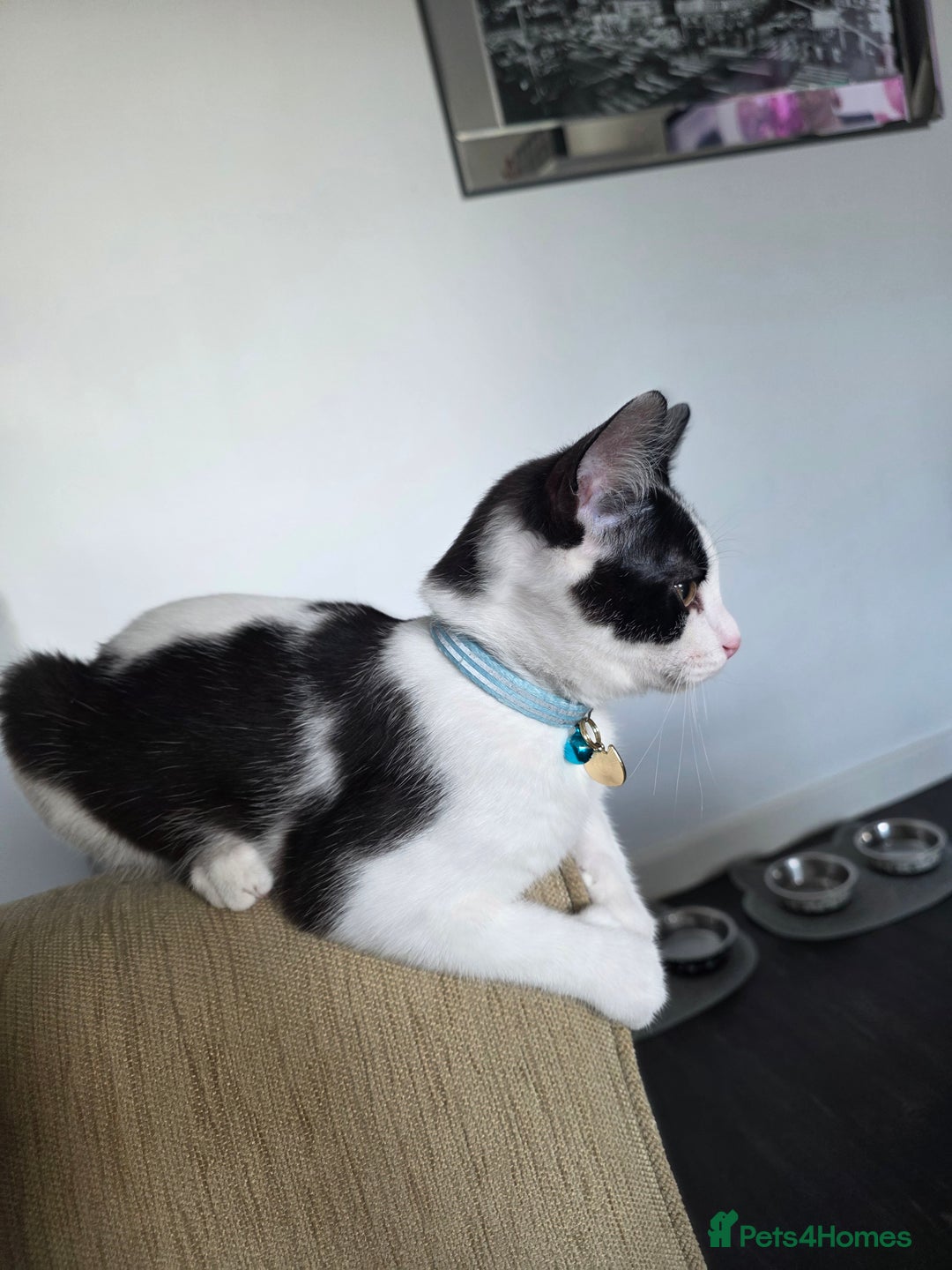 Mixed Breed cats for sale: Stunning maincoon x smudge  - Image 7