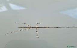 Stick Insects invertebrates for sale: Tirachoidea Jianfenglingensis stick insect nymphs. - Image 2