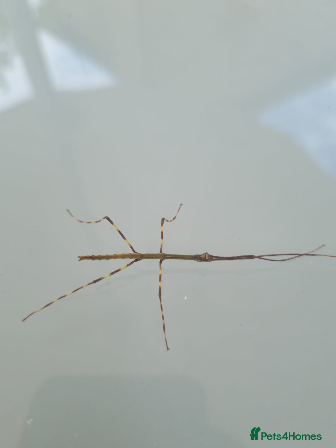 Stick Insects invertebrates for sale: Tirachoidea Jianfenglingensis stick insect nymphs. - Image 2