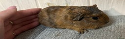 Guinea Pig rodents for sale: Baby boars, sows and a adult boar available  - Advert 4