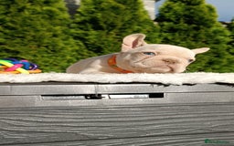 French Bulldog dogs for sale: ❤️ 🐶 beautiful French bulldog puppies ❤️🐶 - Image 11