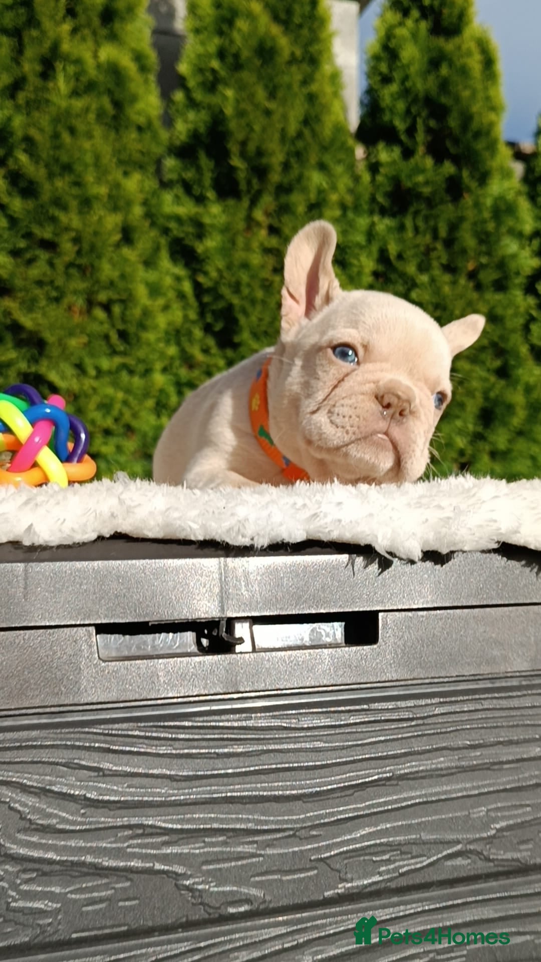 French Bulldog dogs for sale: ❤️ 🐶 beautiful French bulldog puppies ❤️🐶 - Image 11