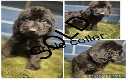 Labradoodle dogs for sale: REDUCED Labradoodle muti gen f1bb - Image 4