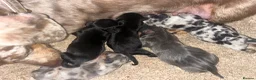 Miniature Dachshund dogs for sale: Miniature Dachshund Litter Announcement  - Advert 4