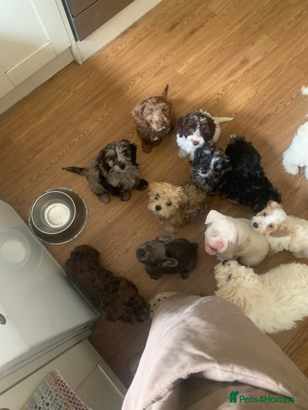 Cockapoo dogs for sale: Stunning F1 show Cockapoos  - Image 10