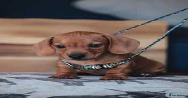Miniature Dachshund dogs - Advert 15