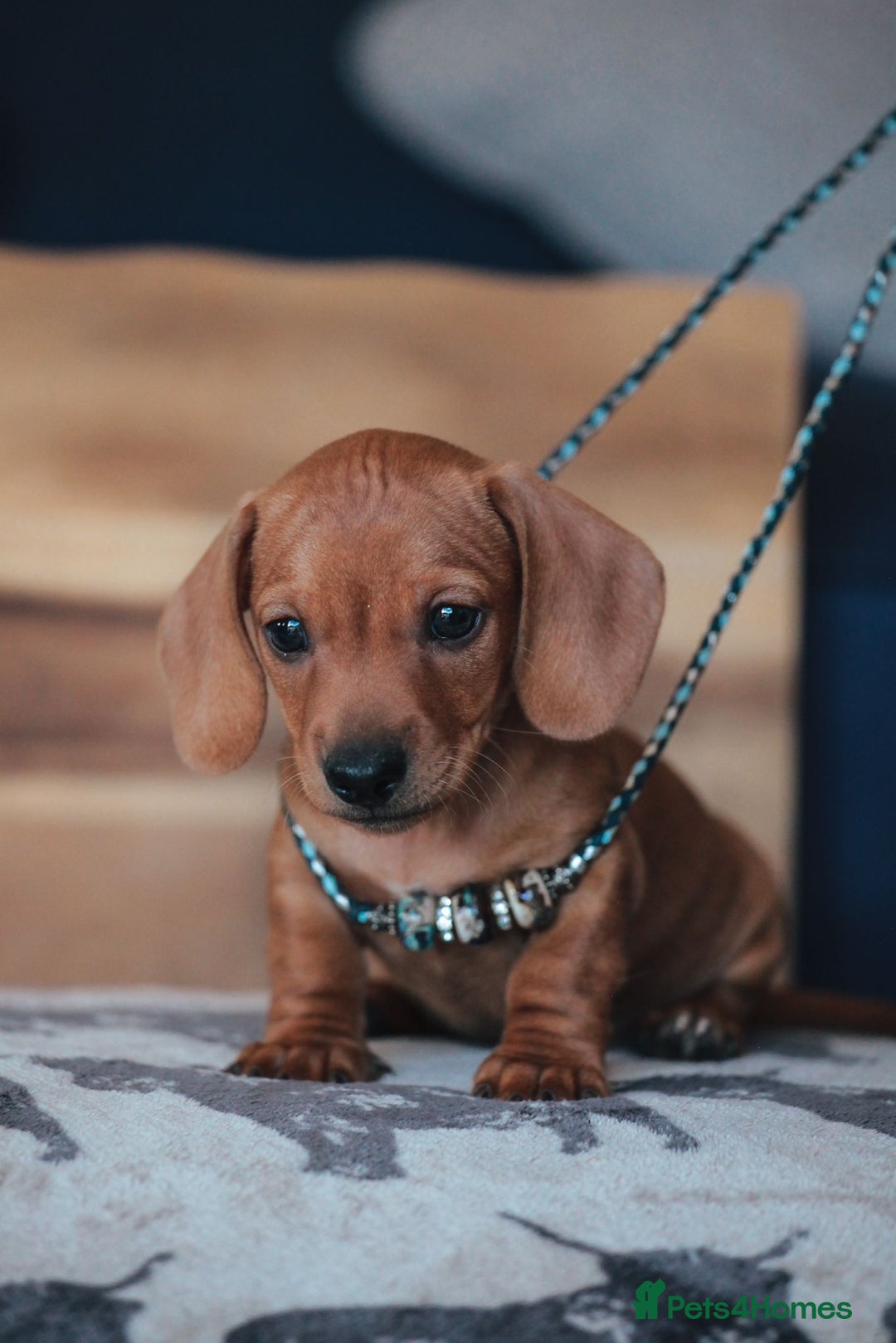 Miniature Dachshund dogs for sale: 5 STAR LICENSED - CEZARBLUE SMOOTH KC MINIATURES  - Image 2
