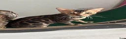 Bengal cats for sale: TICA PURE BREED BENGAL READY TO GO - Advert 19