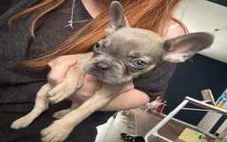 French Bulldog dogs for sale: French bulldog girl. Beautiful, 9 weeks old - Image 6