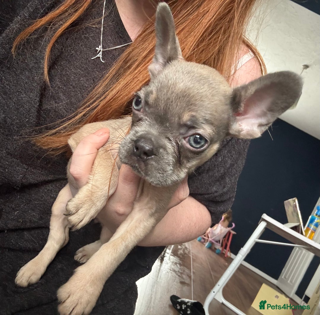 French Bulldog dogs for sale: French bulldog girl. Beautiful, 9 weeks old - Image 6