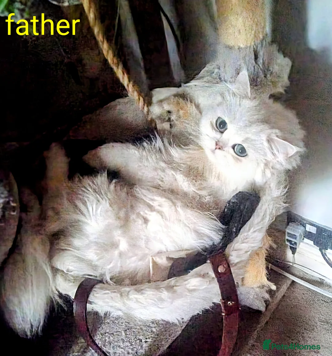 Persian cats for sale: ♦🍒White tipped Persian kittens ready now - Advert 14