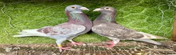 Pigeons birds for sale: Beautiful Vaccinated Pigeons – Quick Sale £20 - Advert 28