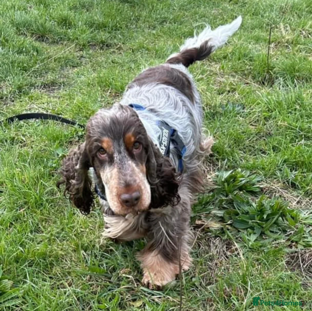 Cocker Spaniel dogs for sale: Beautiful show cockapoo litter due 1st march  - Advert 11