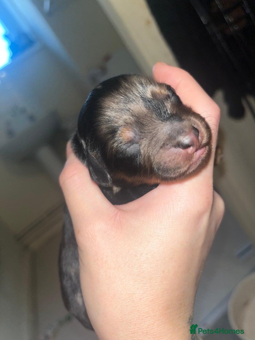 Sproodle dogs for sale: Sproodle puppies - Advert 4