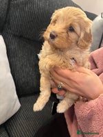 Cavapoo dogs - Advert 2