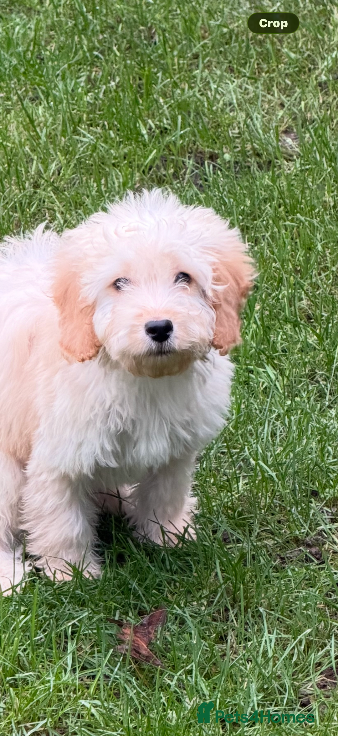 Cockapoo dogs for sale: Male Cockerpoo  - Advert 2