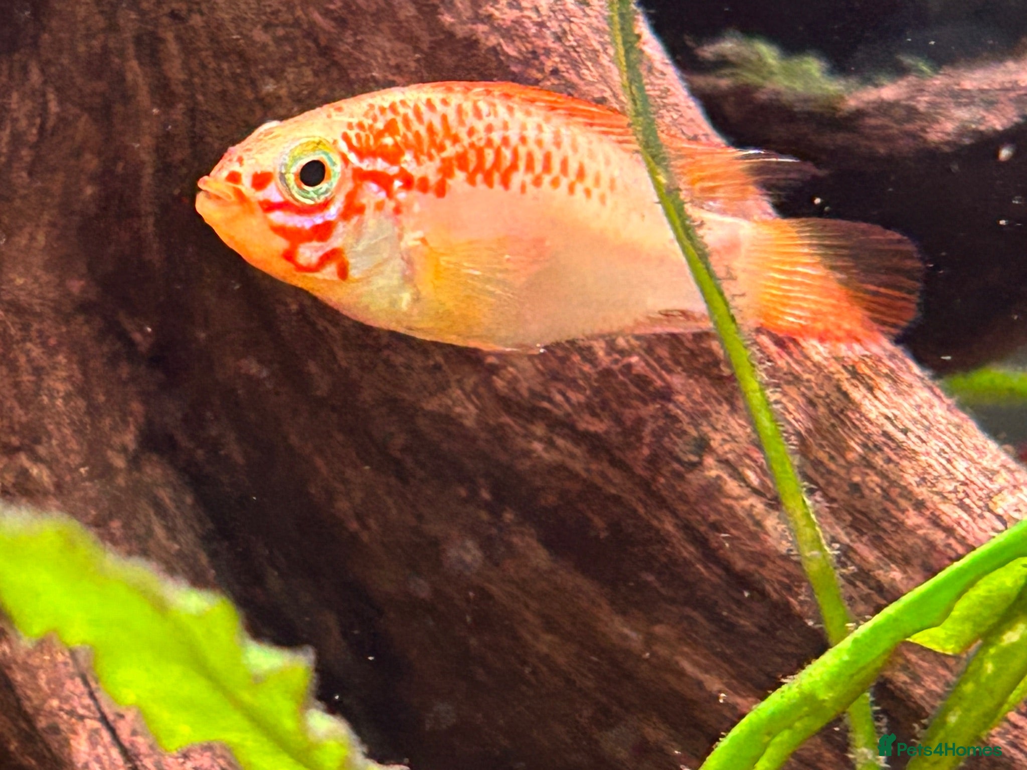 Other/Mixed Breed fish L260 Pleco Apistogramma Macmasteri Peppered Cory  - Advert 2