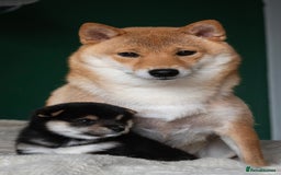 Japanese Shiba Inu dogs for sale: KC REGISTERED JAPANESE SHIBA INU PUPPY GIRL - Image 7