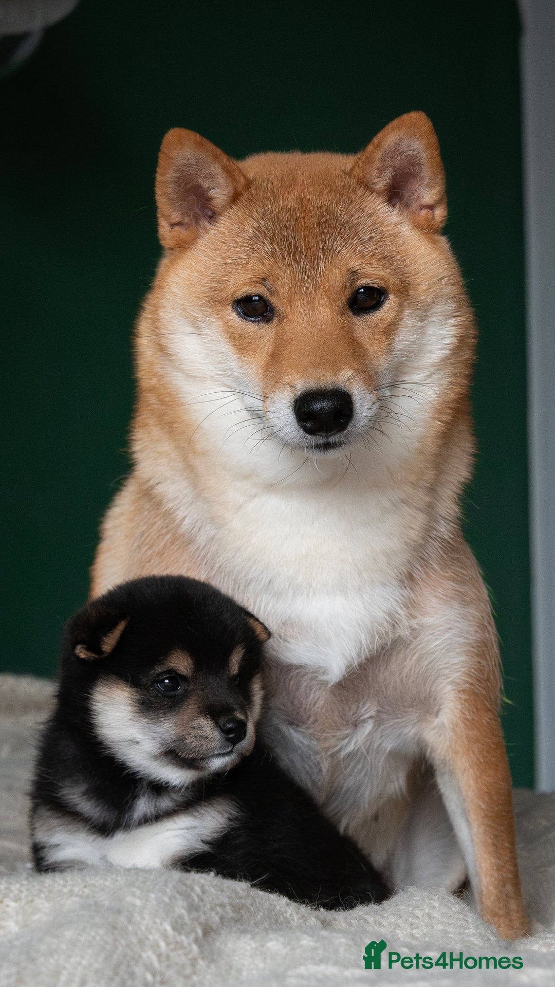 Japanese Shiba Inu dogs for sale: KC REGISTERED JAPANESE SHIBA INU PUPPY GIRL - Image 7