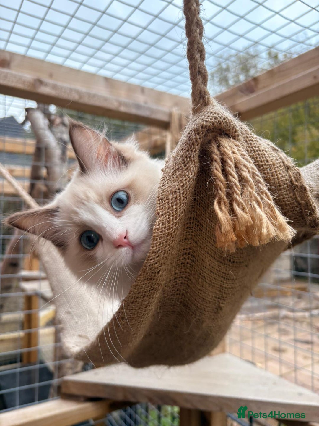 Ragdoll cats for sale: Ragdoll Cherubim Mink Lilac Chocolate TICA - Image 9