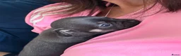 Chihuahua dogs for sale: Chihuahua black female  - Advert 4
