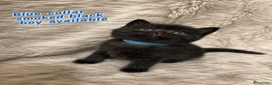 L.Blue Black Boy 