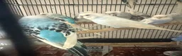 Mixed Breed birds for sale: Budgies - Advert 3