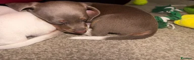Dachshund Puppy 1