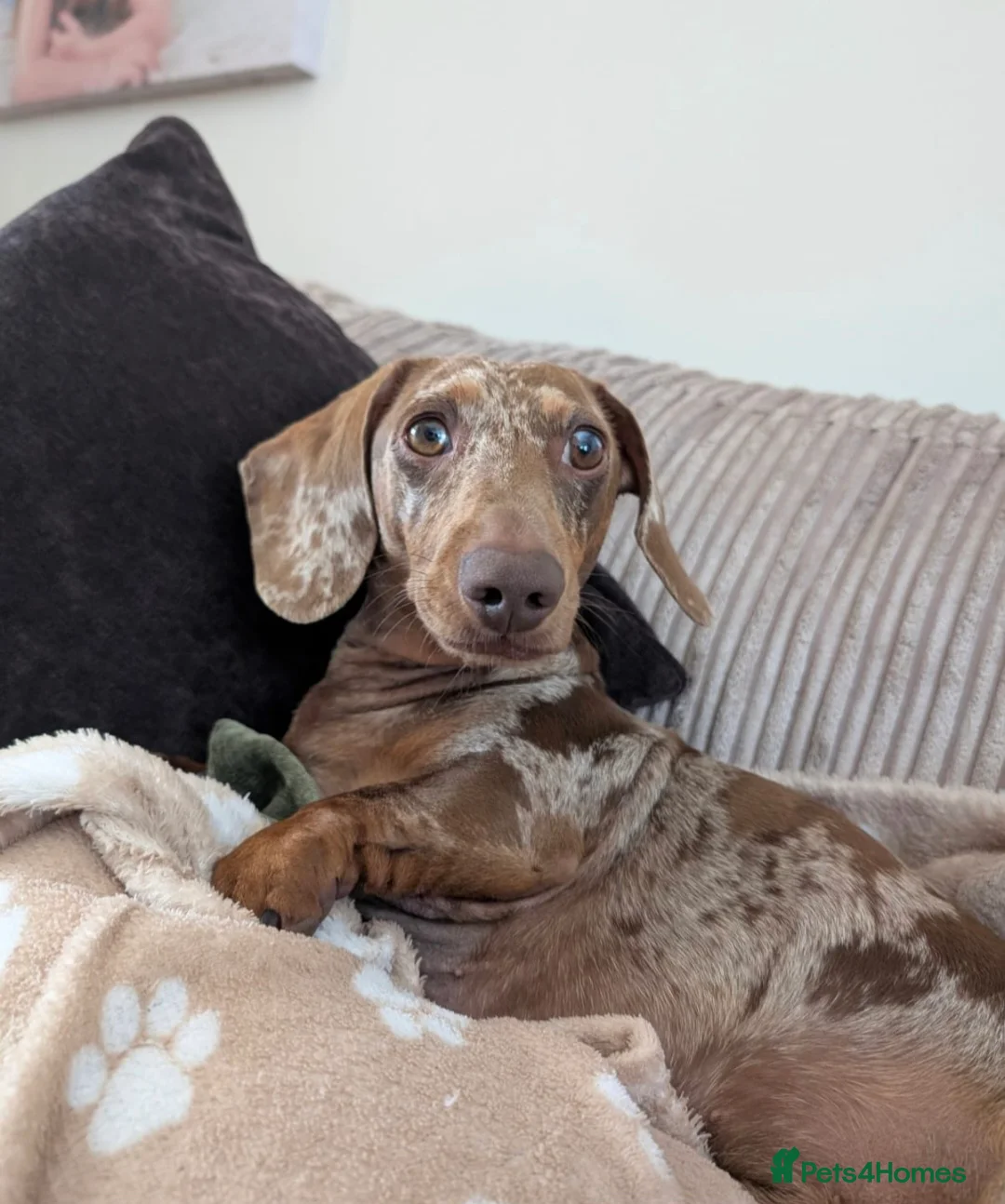 Miniature Dachshund dogs for stud: Chocolate and tan dapple miniature dachshund stud - Advert 2