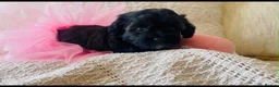Maltipoo dogs for sale: Stunning F1 Toy Maltipoo Puppies - Boy & Girl - Advert 6