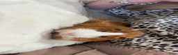 Guinea Pig rodents for sale: Guinea pig girls need a new home  in Dartford - Advert 3