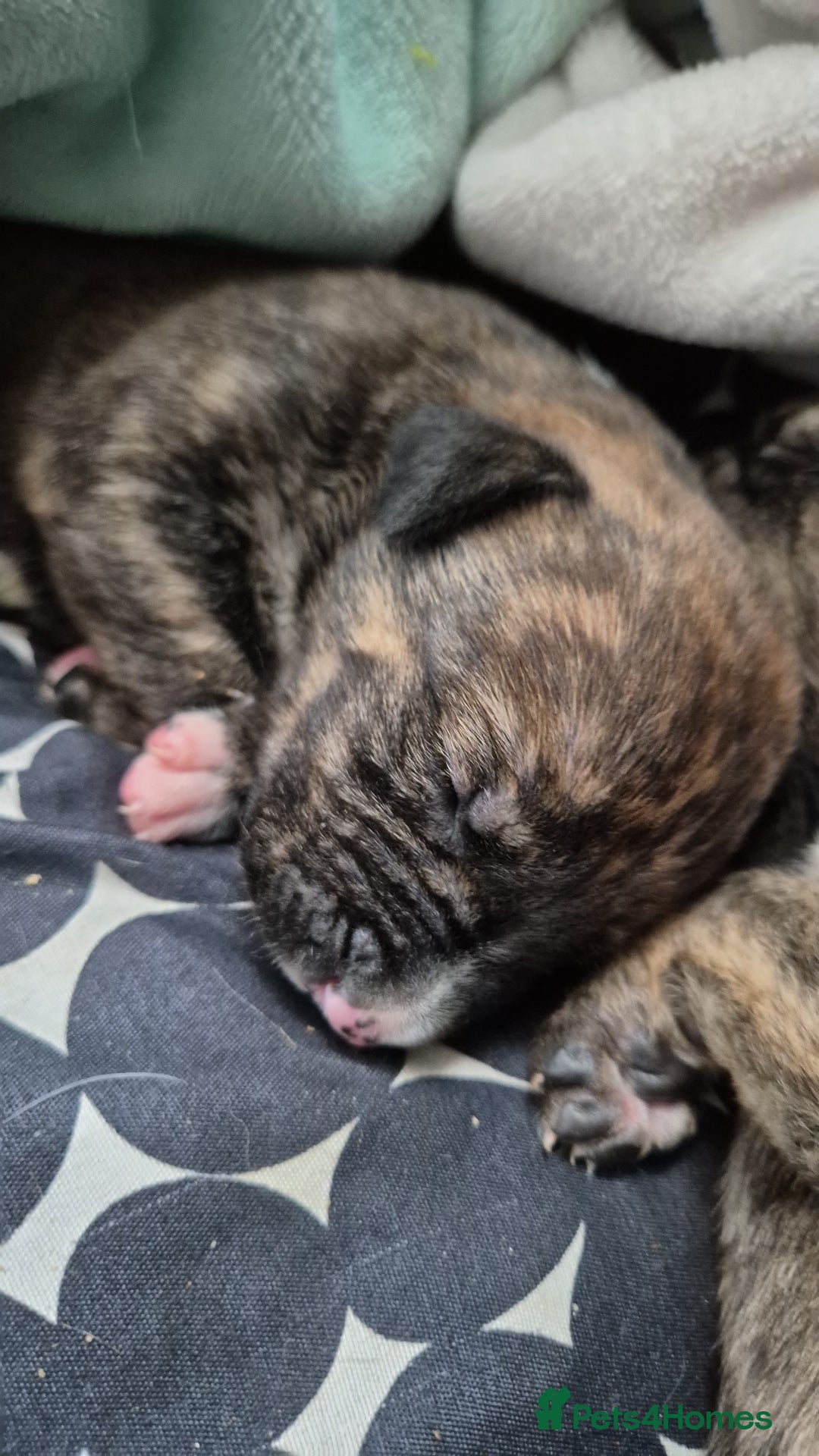 Mixed Breed dogs for sale: 8 beautiful huntaway x presa canario puppies  - Image 1