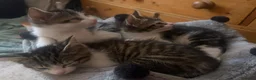 Mixed Breed cats for sale: Kittens *85* if picked up today - Advert 9