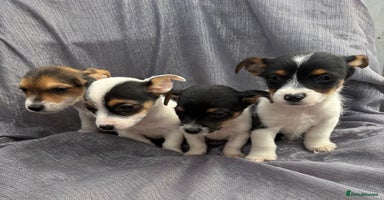 Jack Russell dogs - Advert 1