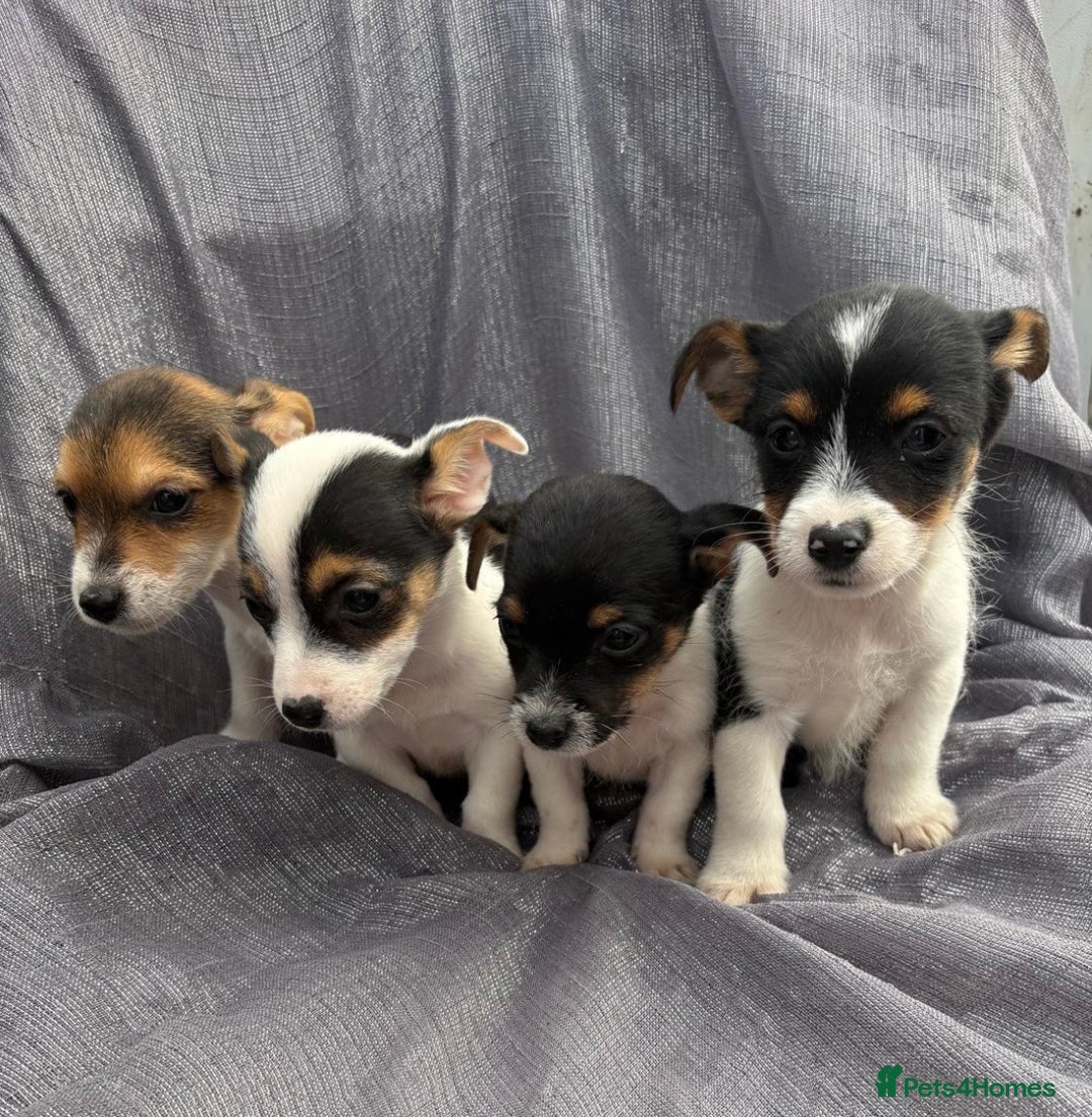 Jack Russell dogs for sale: Jack russell - Image 2