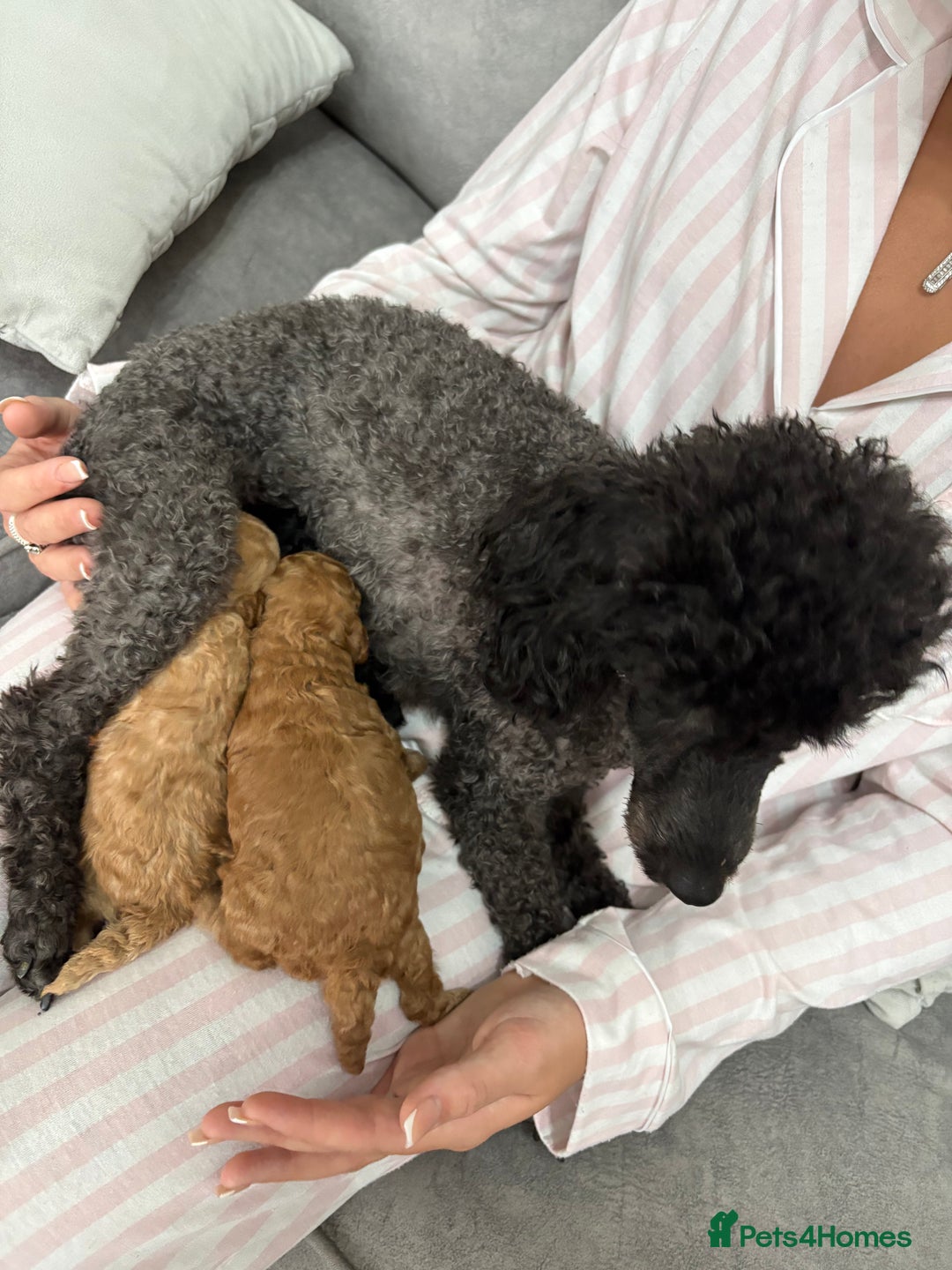 Toy Poodle dogs for sale: 3 Little Fire Cracker Toy Poodles  - Image 4