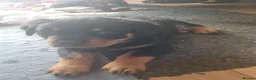 Rottweiler dogs for sale: Beautiful Rottweiler puppy - Advert 2