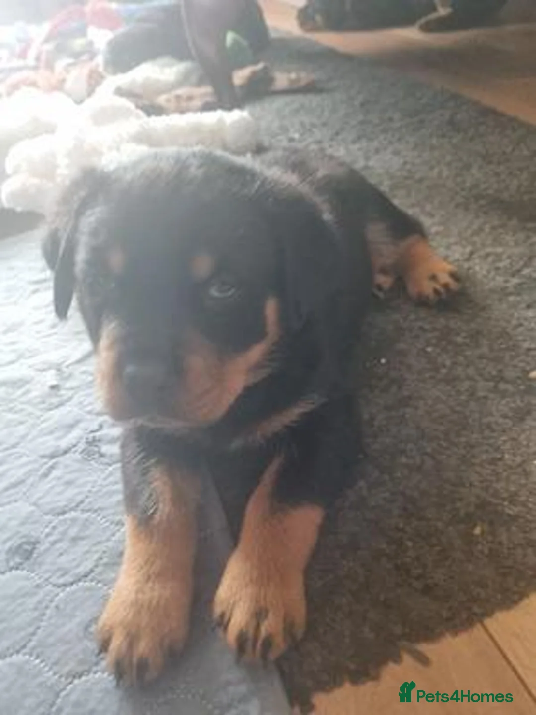 Rottweiler dogs for sale: Beautiful Rottweiler puppy - Advert 2
