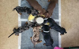 Miniature Dachshund dogs for sale: QUALITY MINIATURE DACHSHUND SMOOTH PUPS - Image 7