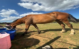Connemara horses for sale: YEARLING FILLY BAMBI - Image 4