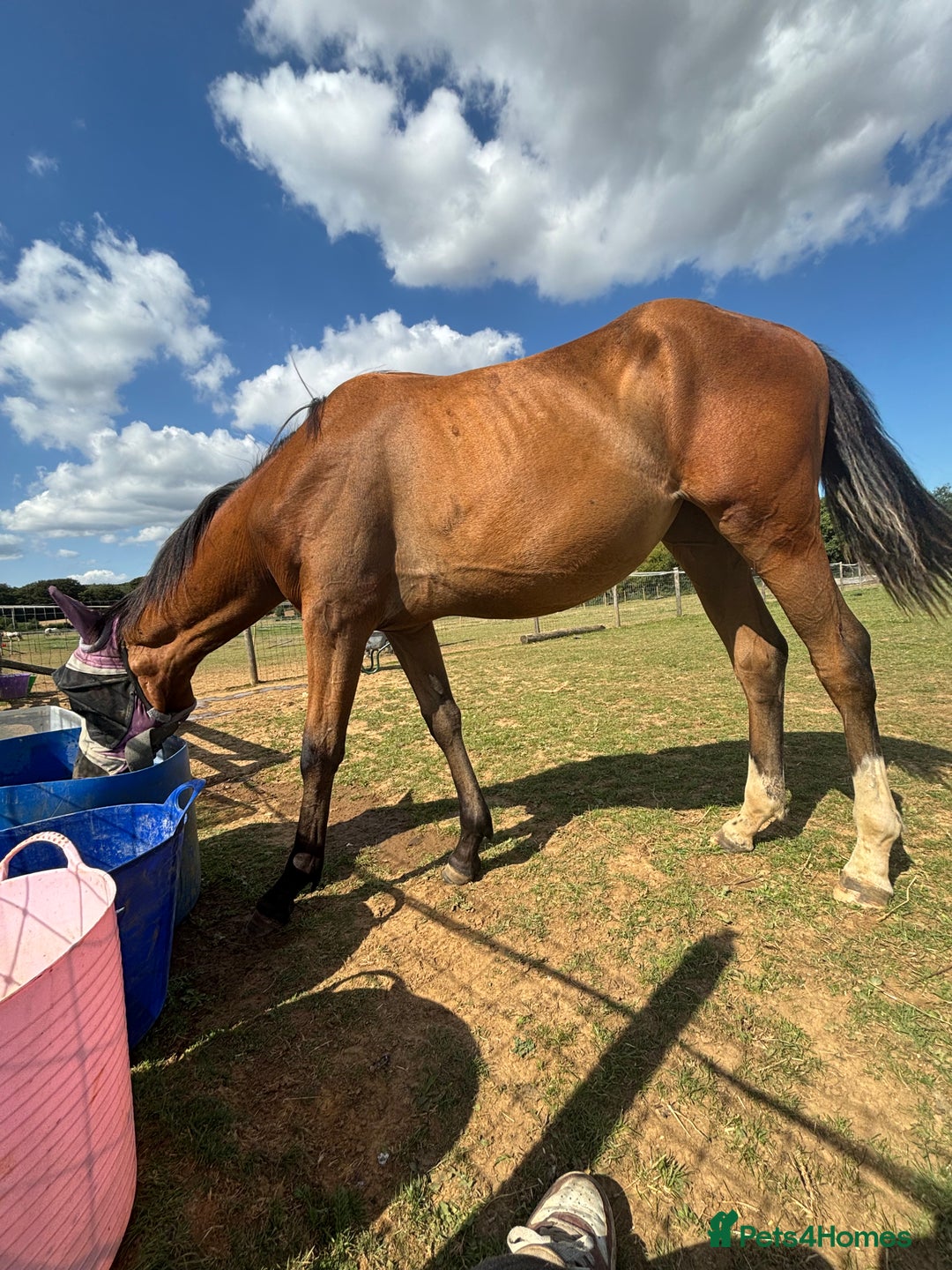 Connemara horses for sale: YEARLING FILLY BAMBI - Image 4