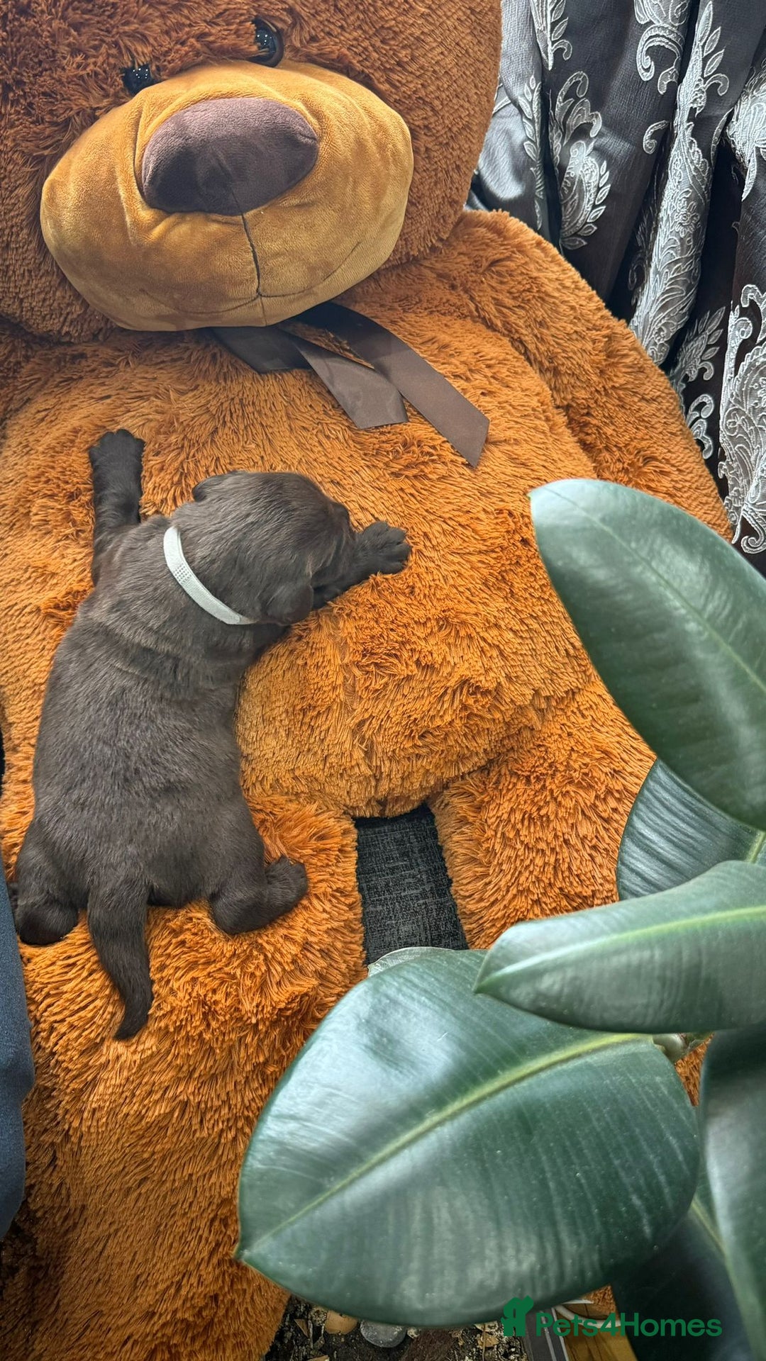 Labrador Retriever dogs for sale: beautyfull pedigree labrador - Image 11