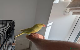 Ringnecks birds for sale: ​For Sale: Young Lutino Indian Ringneck - Image 1